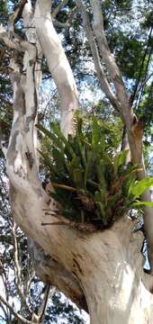 Image of Billbergia horrida Regel