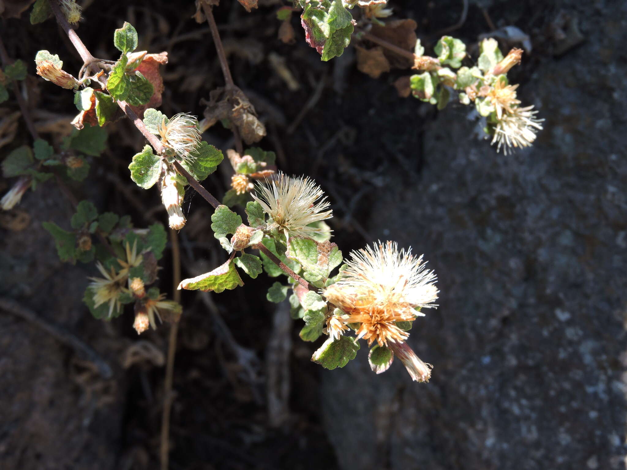 Brickellia veronicifolia (Kunth) A. Gray的圖片