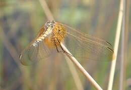 Image of Trithemis monardi Ris 1931