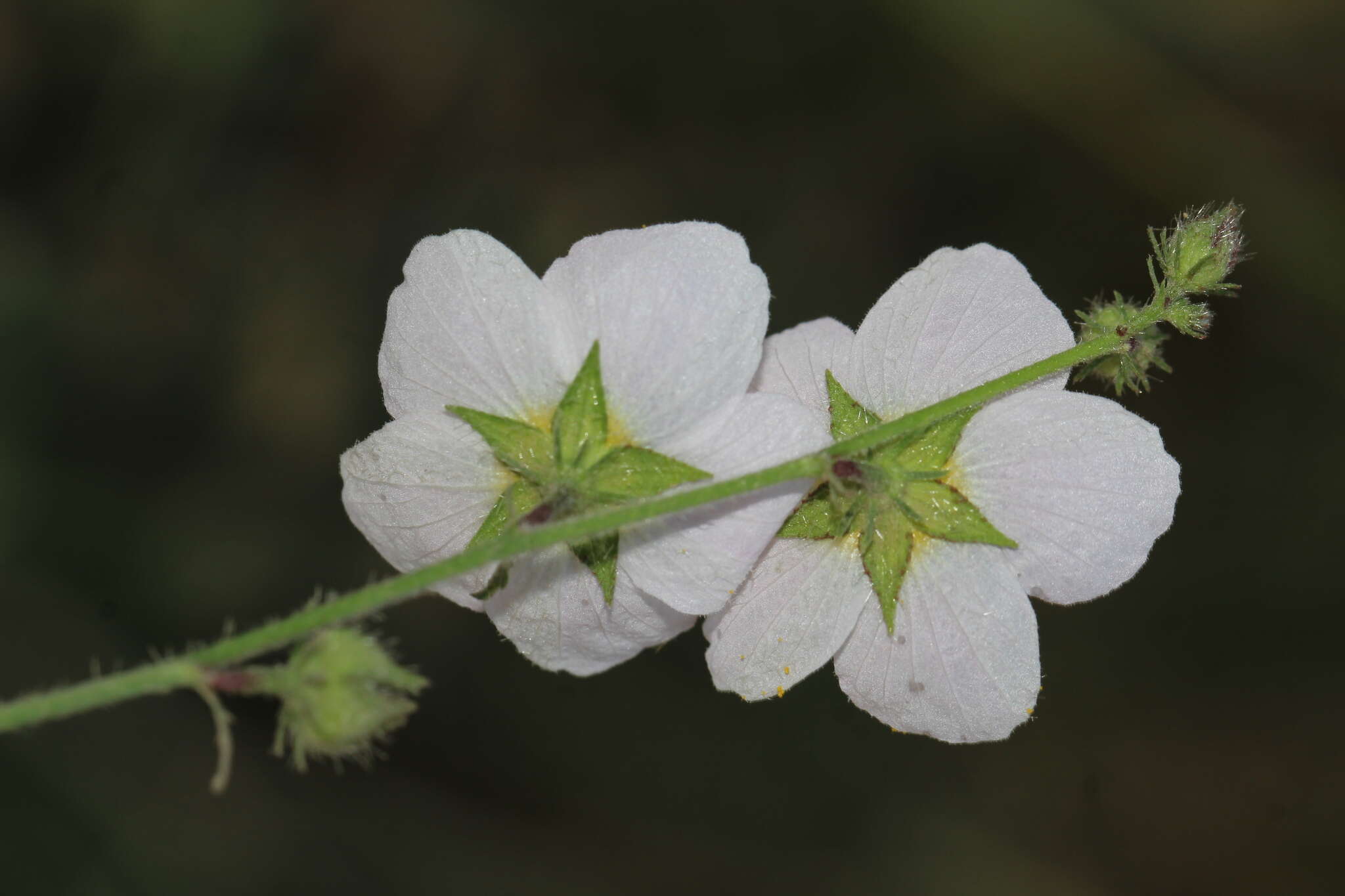 Image of White Fen-Rose