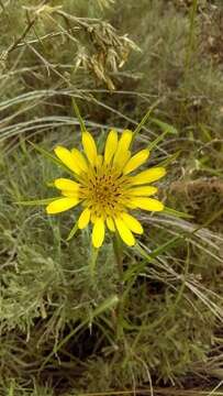 Image of yellow salsify