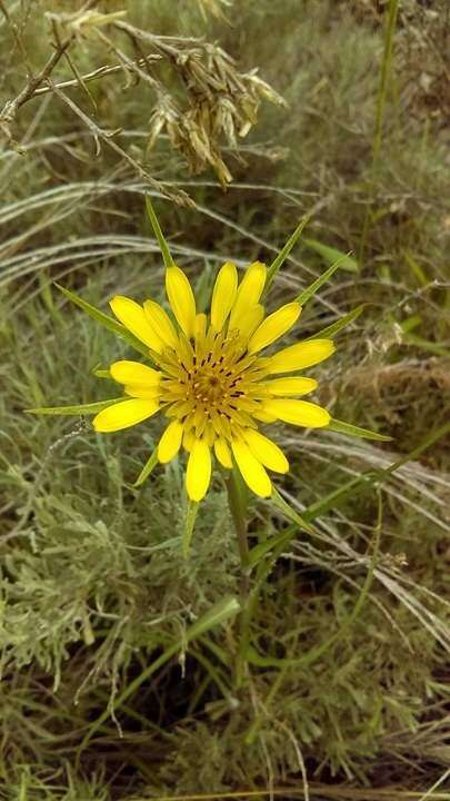 Слика од Tragopogon dubius Scop.