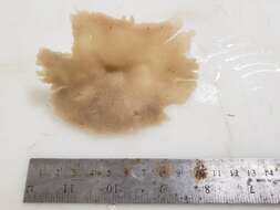 Image of Arctic horny sponge