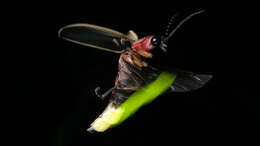 Image of common eastern firefly