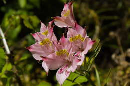 Image of Alstroemeria angustifolia subsp. angustifolia