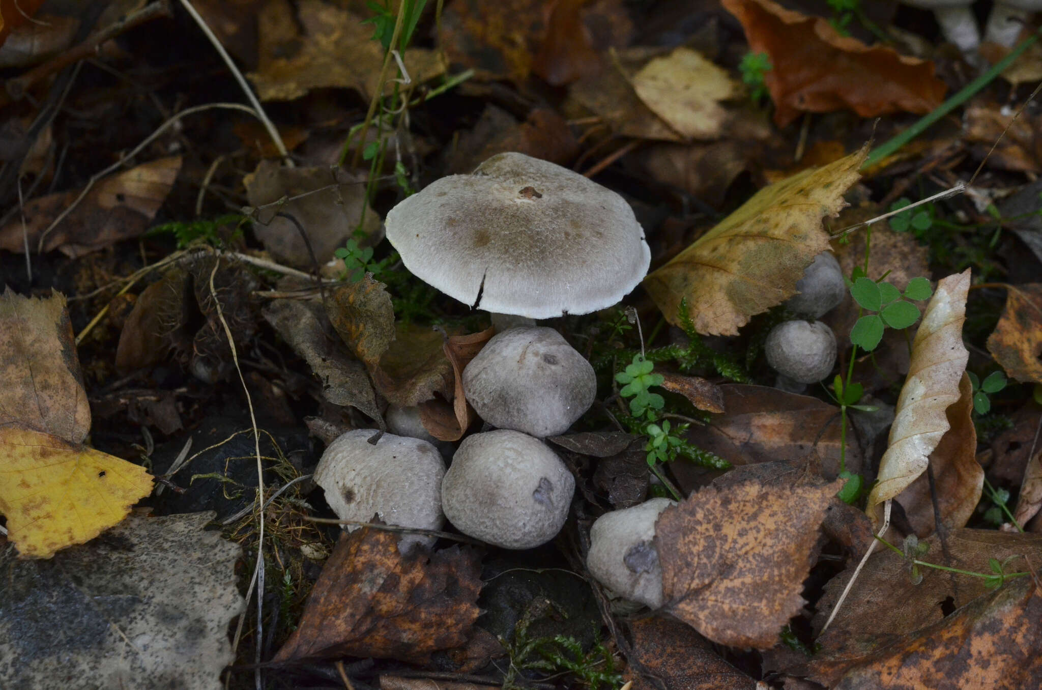 Image of Tricholoma cingulatum (Almfelt ex Fr.) Jacobasch 1892