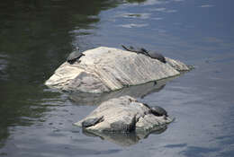 Image of Cotinga River Toadhead Turtle