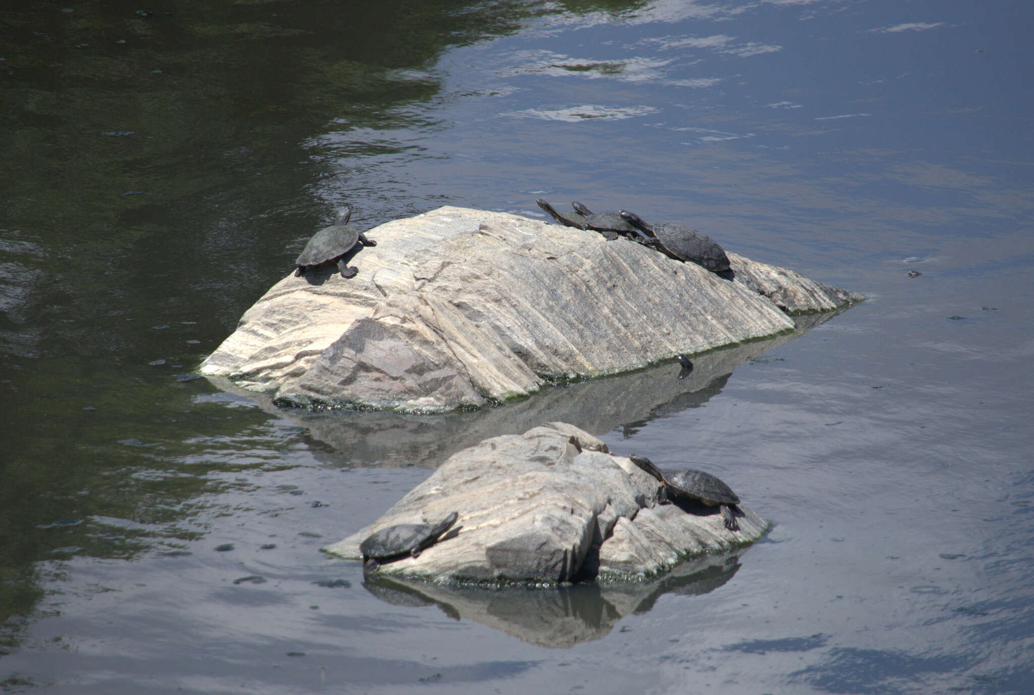 Image of Cotinga River Toadhead Turtle