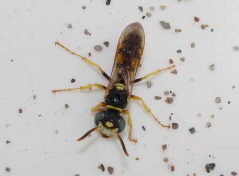 Image of Philanthus venustus (Rossi 1790)