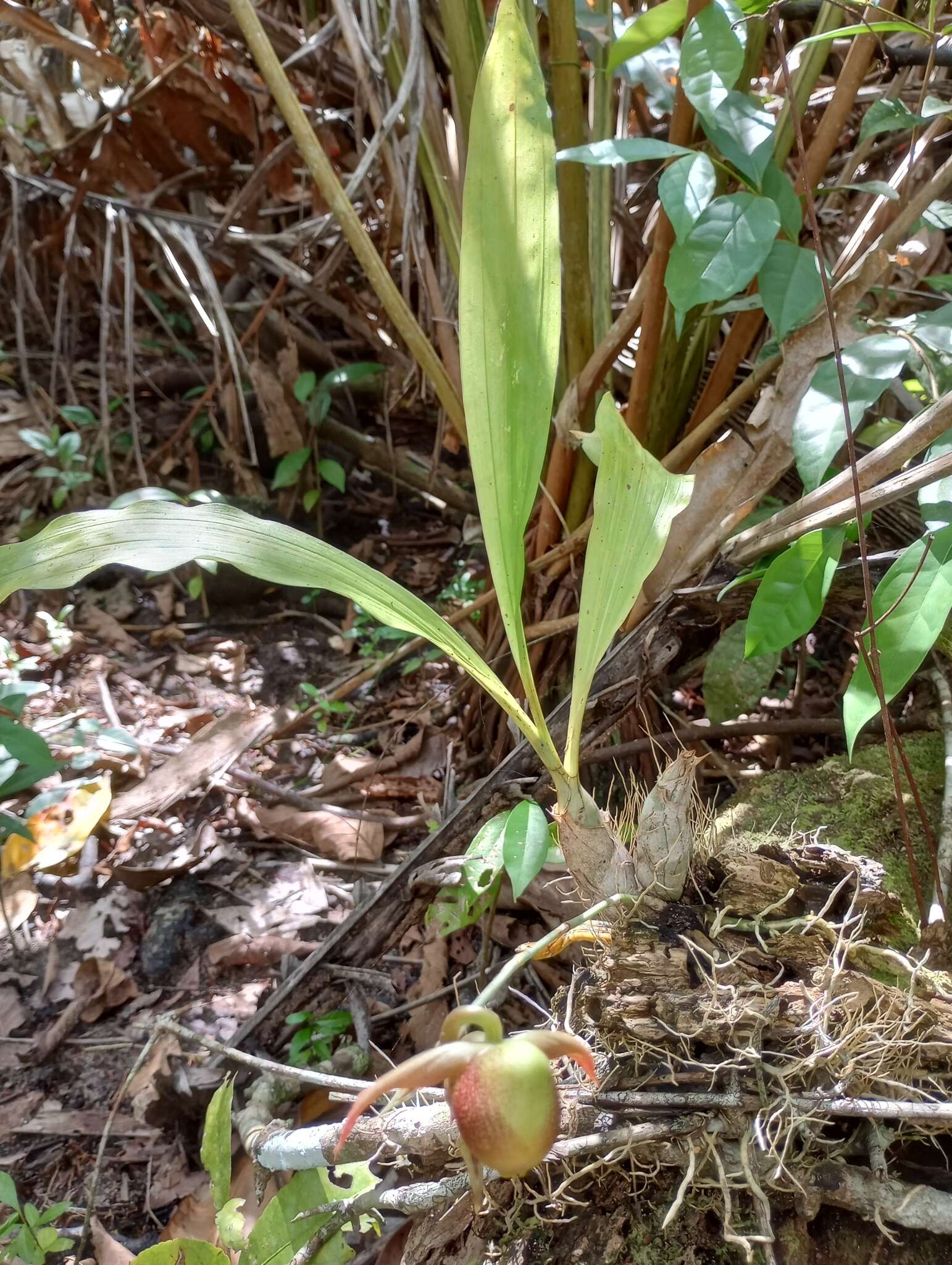 Image of Catasetum maculatum Kunth