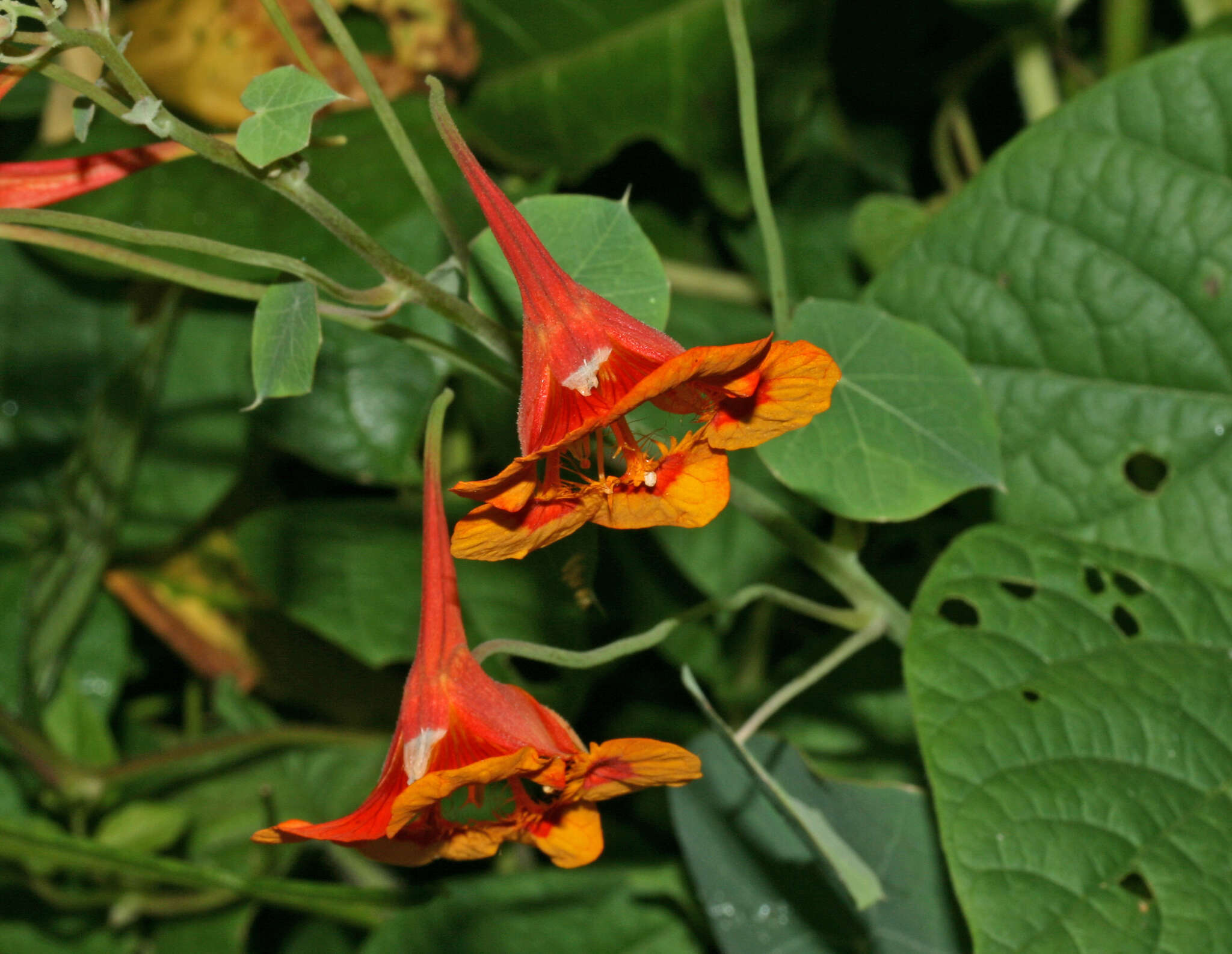 Image of dwarf nasturtium