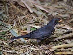 Turdus merula mauritanicus Hartert 1902 resmi