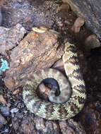 Image of Crotalus molossus molossus Baird & Girard 1853