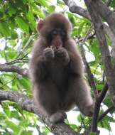 Image of Japanese Macaque