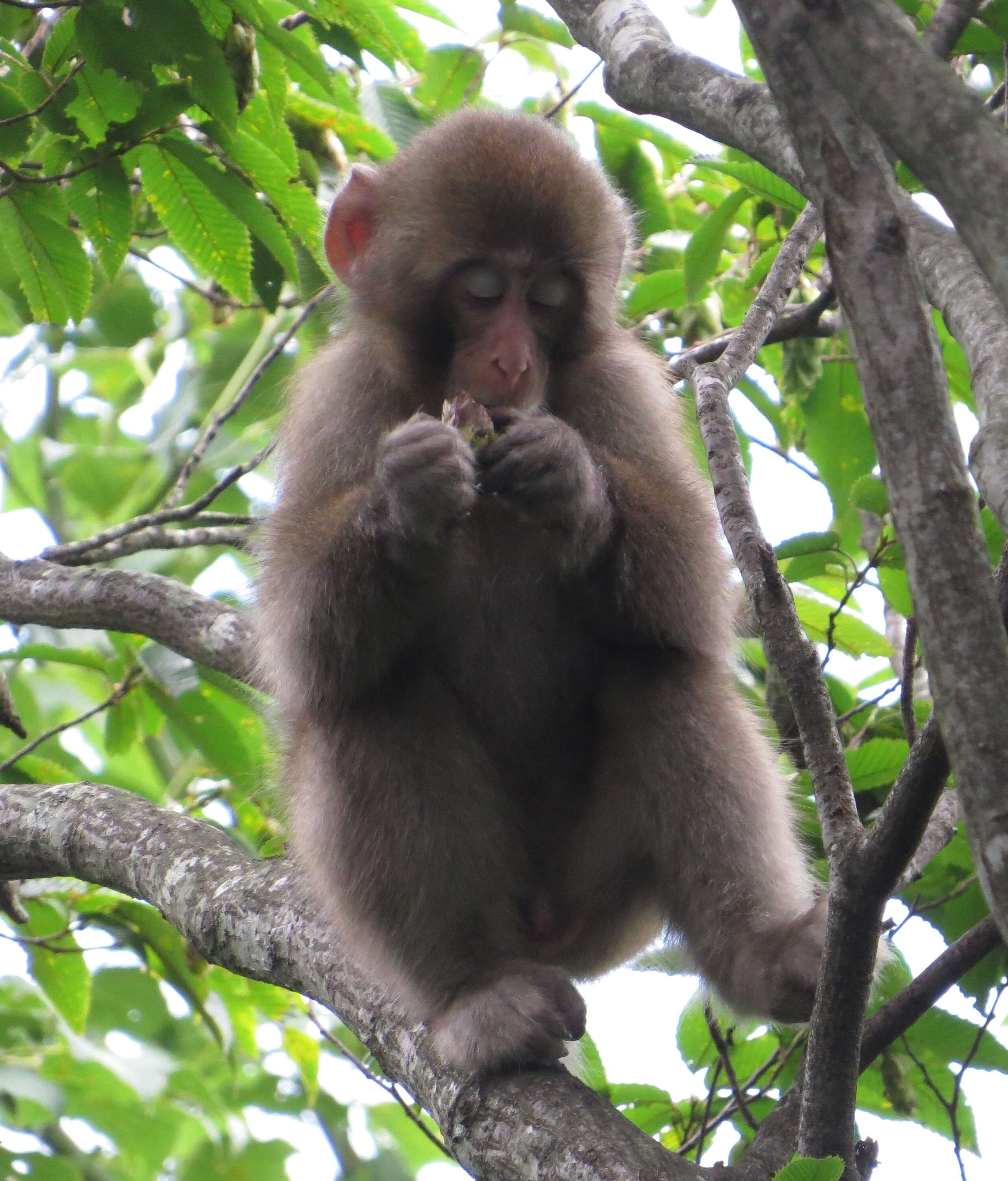 Image of Japanese Macaque