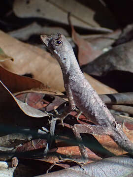 Image of Anolis chrysolepis Duméril & Bibron 1837