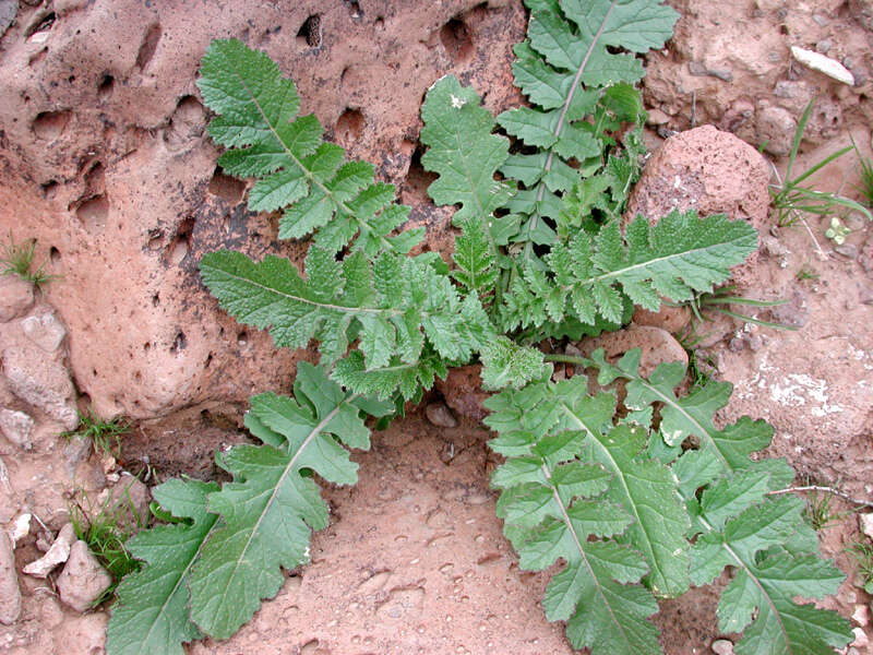 Image of Asian mustard