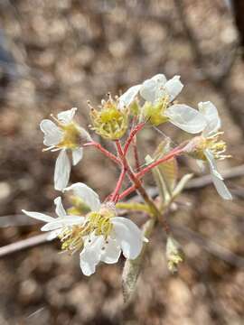 Image of Canadian serviceberry