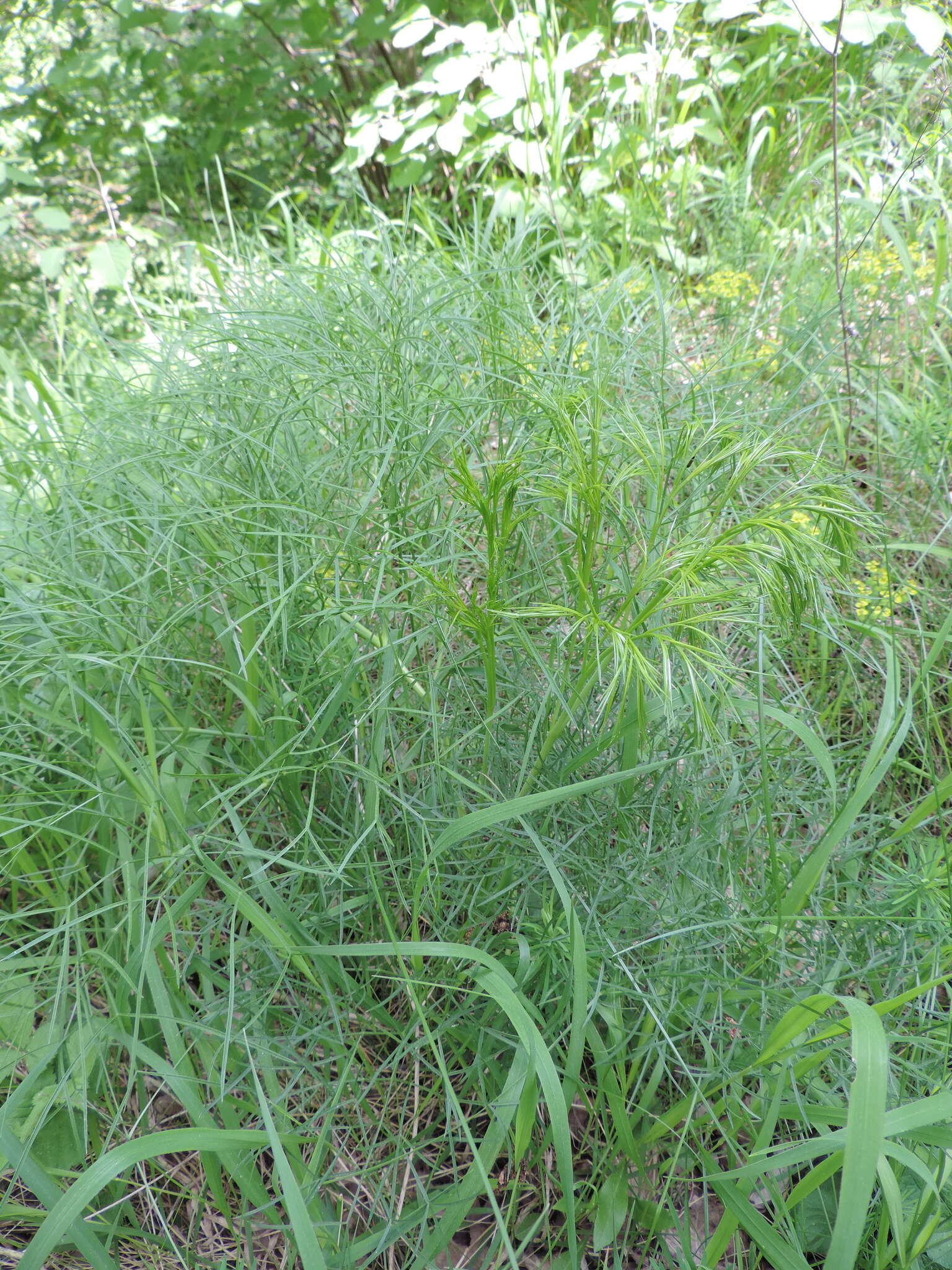 Image of hog's-fennel