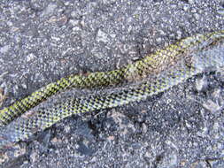 Image of Military ground snake