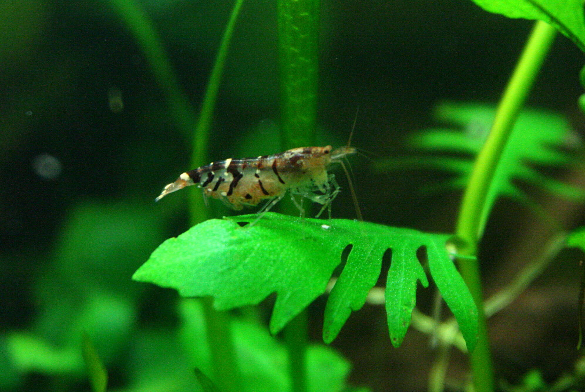 Image of Black tiger shrimp