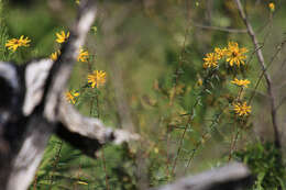 Imagem de Phoebanthus grandiflora (Torr. & A. Gray) Blake