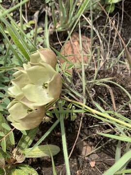 Sivun Pachycarpus campanulatus (Harv.) N. E. Br. kuva