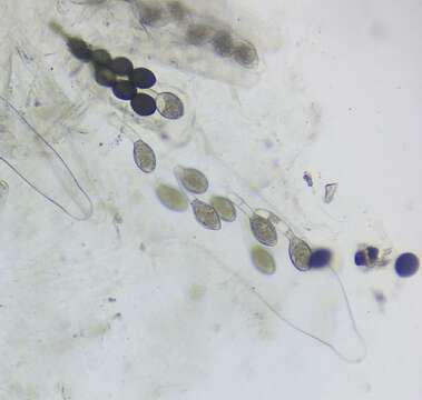 Image of Podospora pyriformis (A. Bayer) Cain 1962