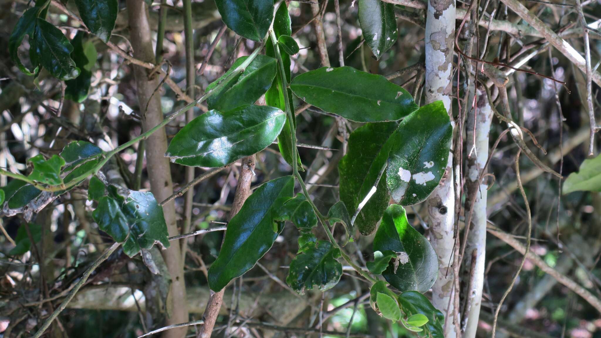 Image of Gymnosporia peduncularis (Sond.) Loes.