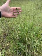 Image of Louisiana Yellow-Eyed-Grass