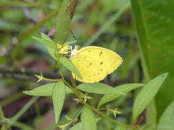 Imagem de Eurema nicevillei (Butler 1898)