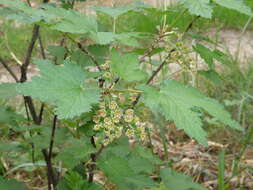 Image of Downy Currant