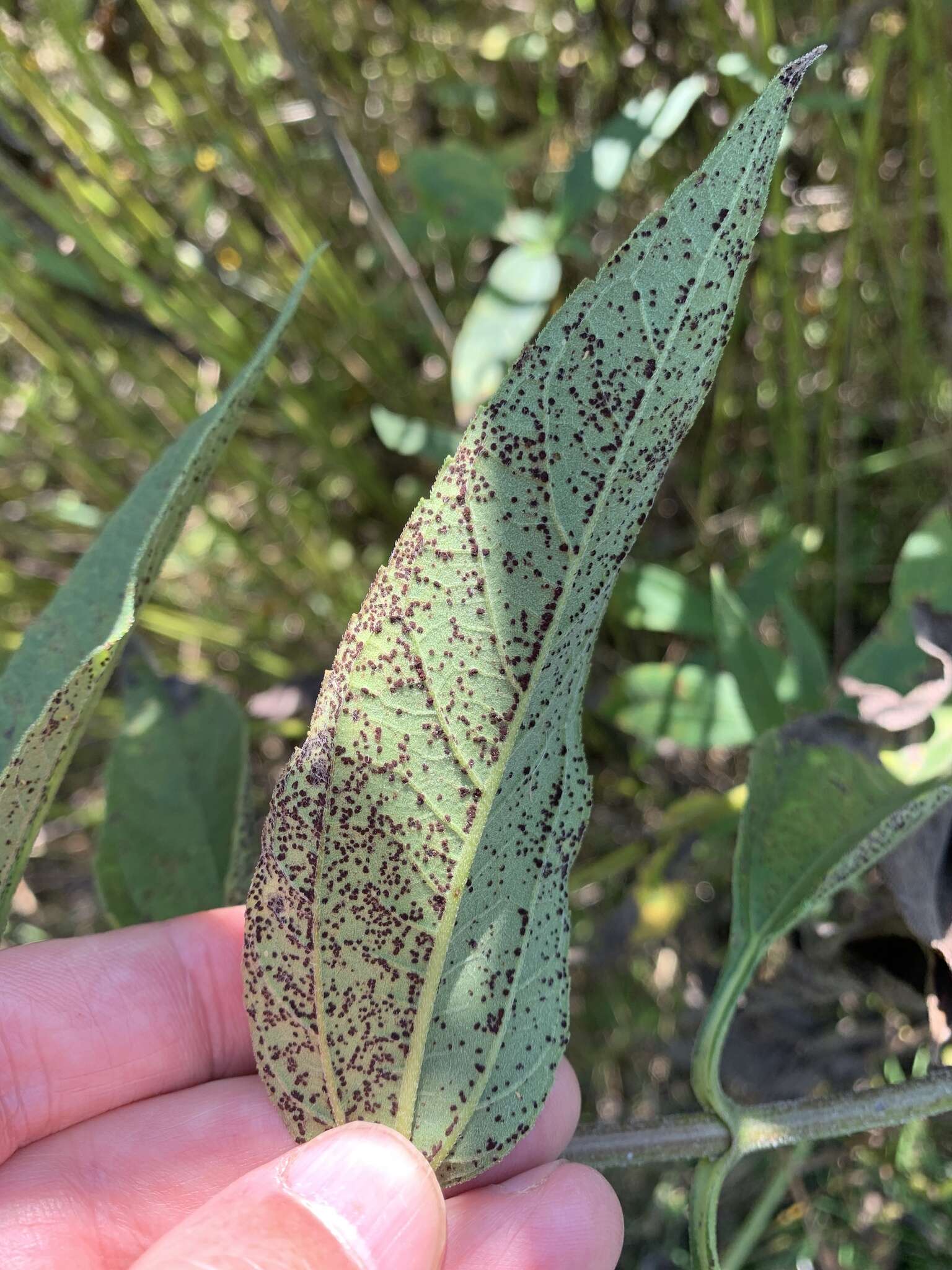 Image of Puccinia helianthi Schwein. 1822