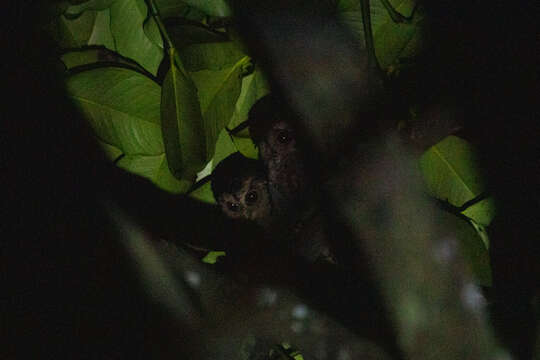 Image of Sunda Scops Owl