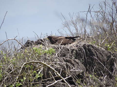 Image of Galapagos Hawk