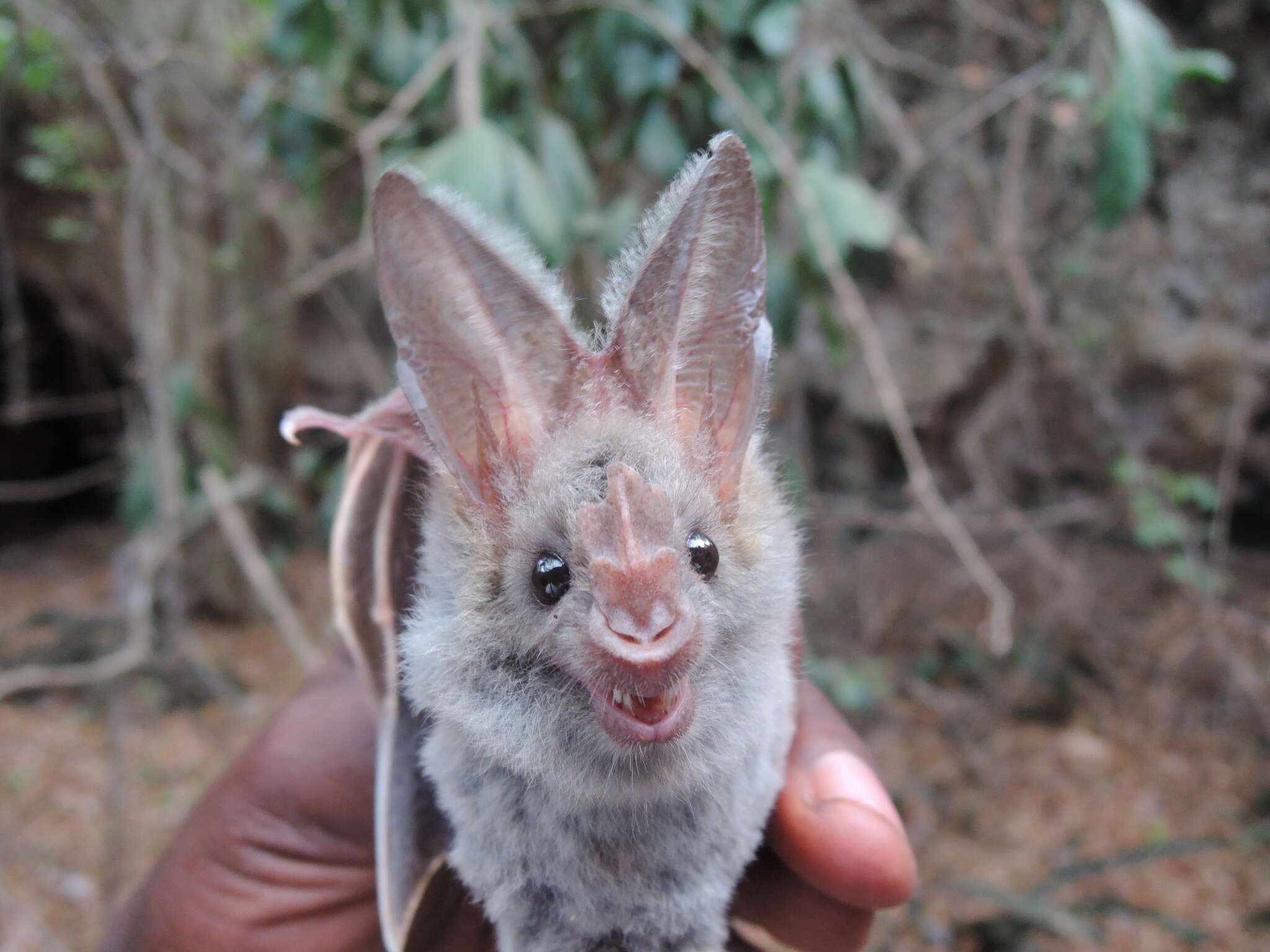 Image of Heart-nosed bat