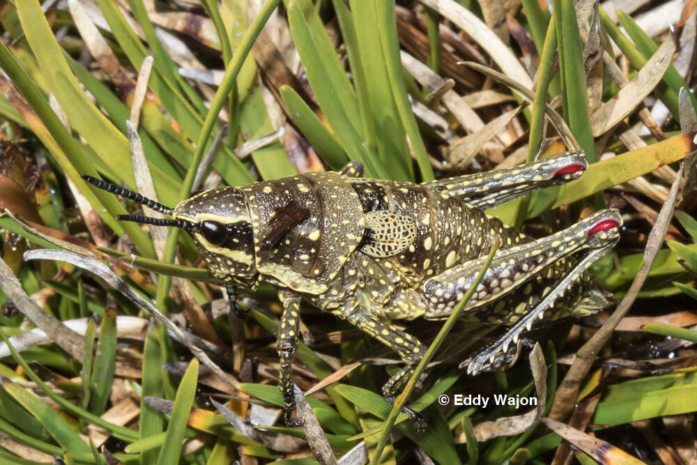 صورة Monistria concinna (Walker & F. 1871)