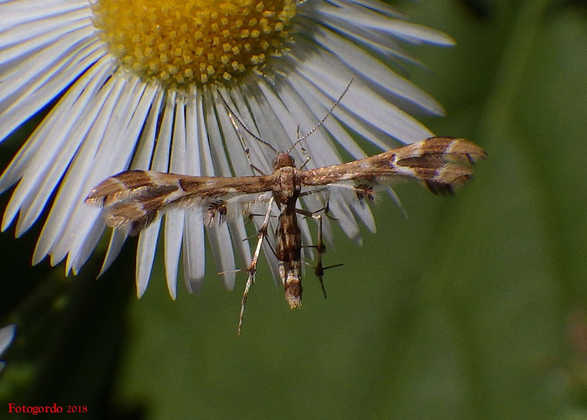 Image de Sphenarches ontario (McDunnough 1927)