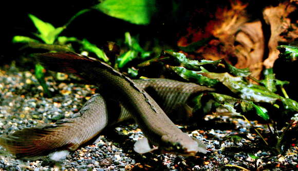 Image of Gray bichir