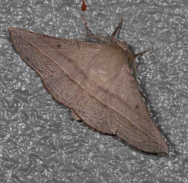 Image of Oenochroma decolorata Warren 1896