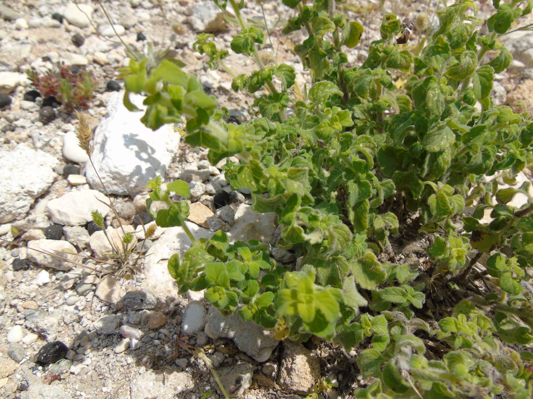 Image of Teucrium halacsyanum Heldr.