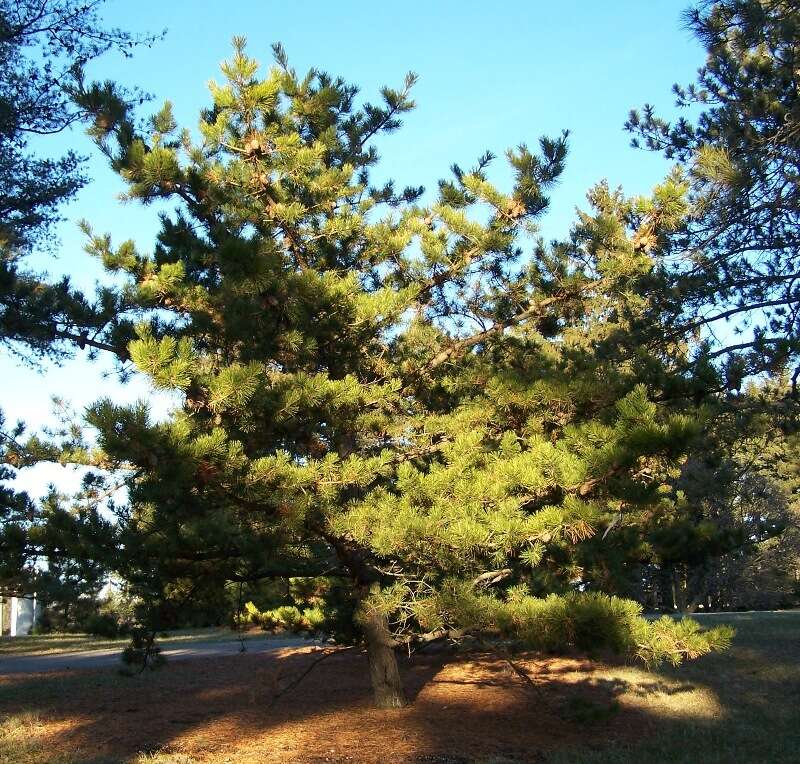 Image of Hickory Pine