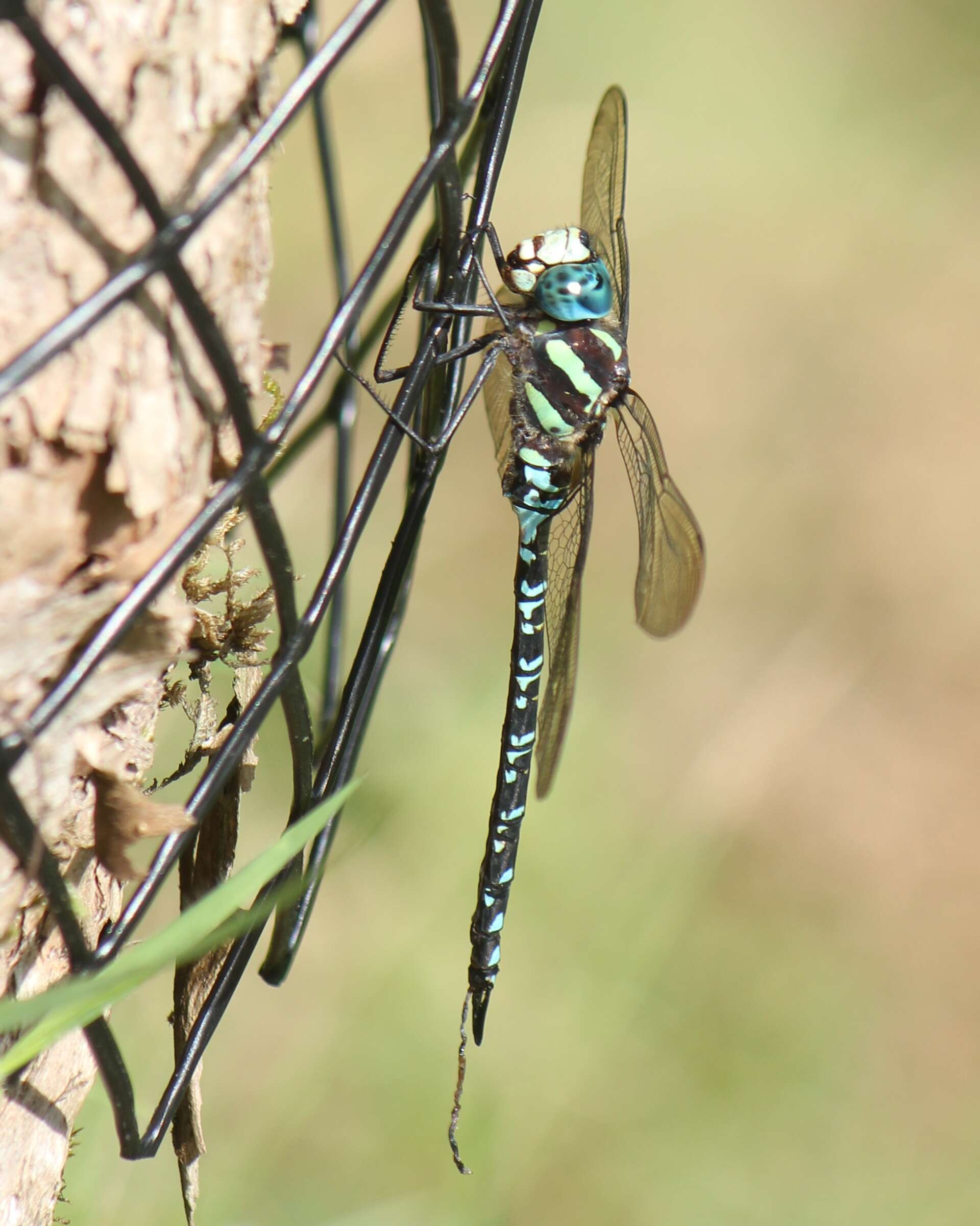 Image of Canada Darner