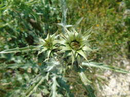 Image of Onopordum illyricum subsp. cardunculus (Boiss.) Franco