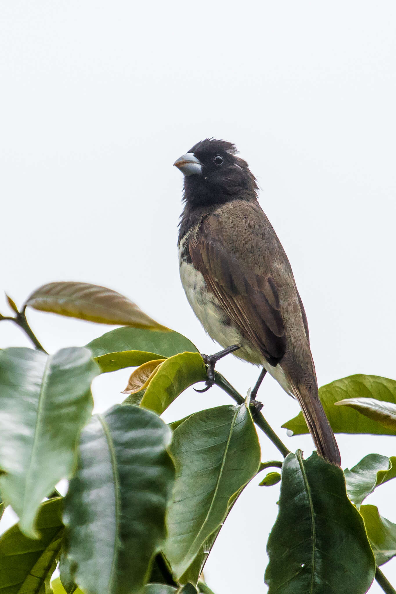 صورة Sporophila nigricollis nigricollis (Vieillot 1823)