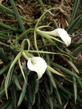 Image of lady of the night orchid