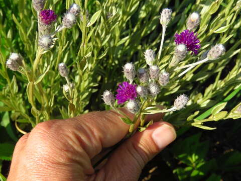 Image of Silver vernonia