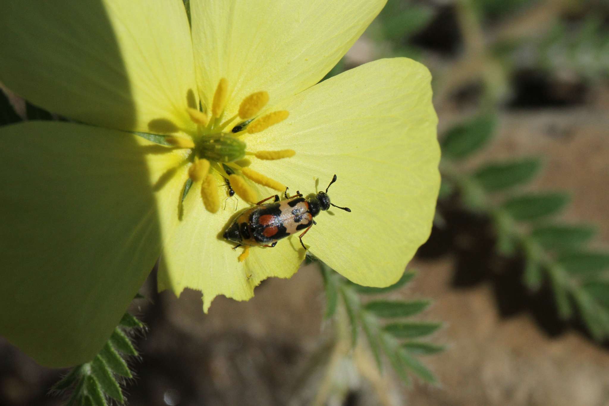 Image of <i>Hycleus deserticolus</i>