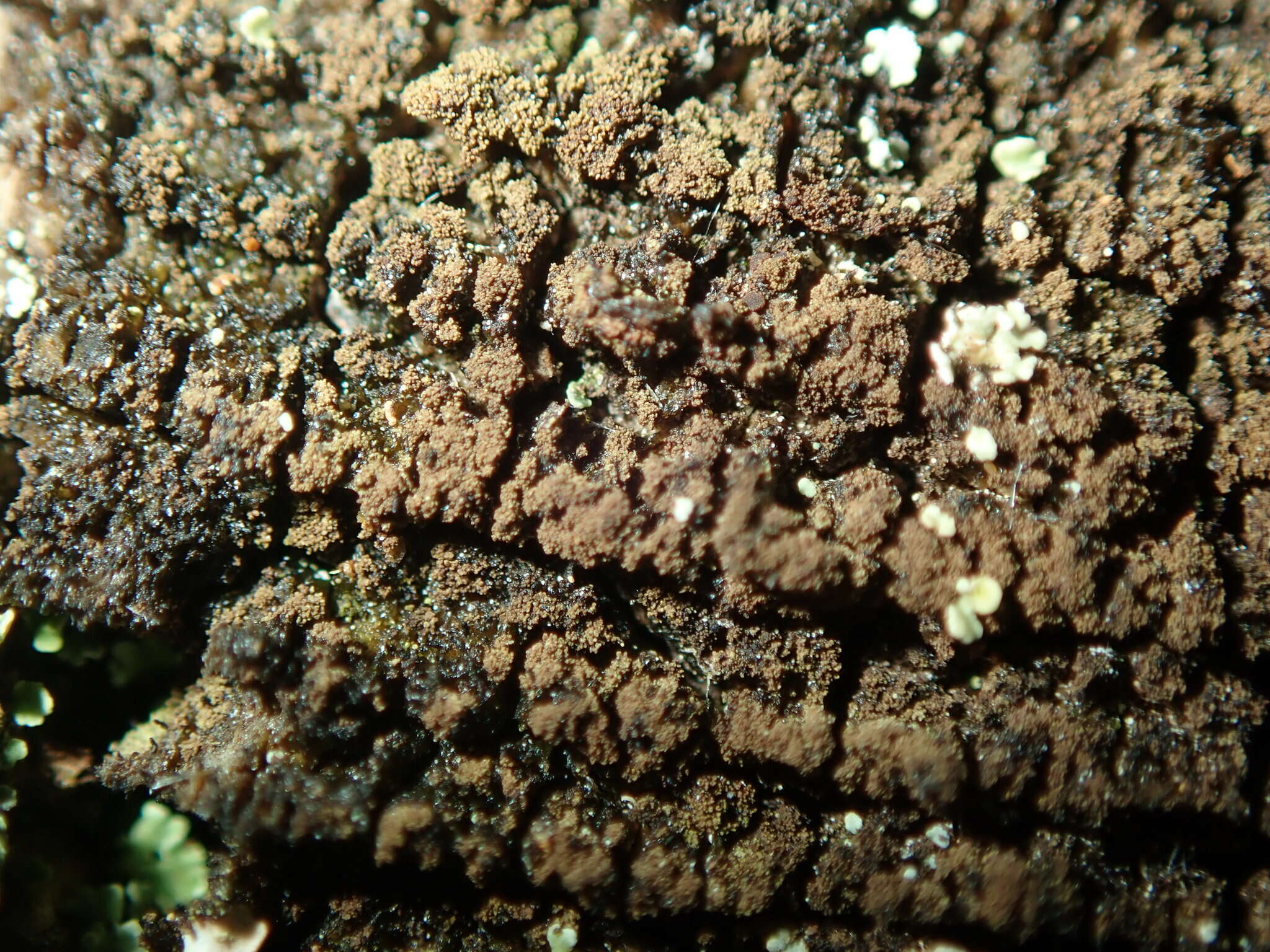 Image of placynthiella lichen