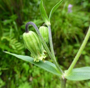 Слика од Silene pseudoindica